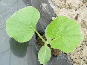 杭州长瓜怎么吃,杭州长瓜的多样食法探索