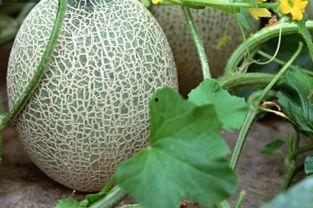 吃哈密瓜胃酸,哈密瓜美食背后的胃酸秘密