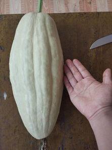 红瓜叶子可以吃吗怎么吃,健康美味两不误