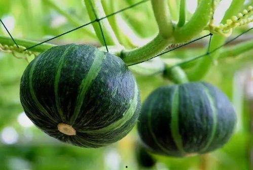 吃玫瑰瓜,舌尖上的浪漫滋味