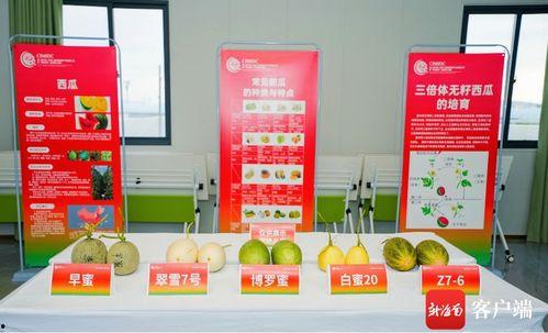 吃瓜马甲名字大全,名字大全背后的趣味与智慧