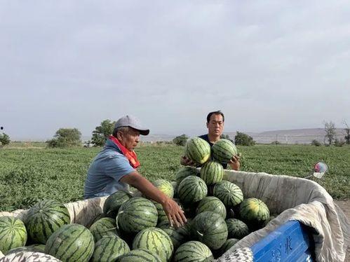 白沟吃瓜后续,揭秘背后真相与影响