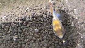 小胡子吃瓜视频,揭秘娱乐圈幕后故事