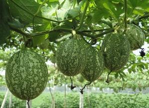 宫寒吃吊瓜好吗,宫寒女性食用吊瓜的适宜性探讨