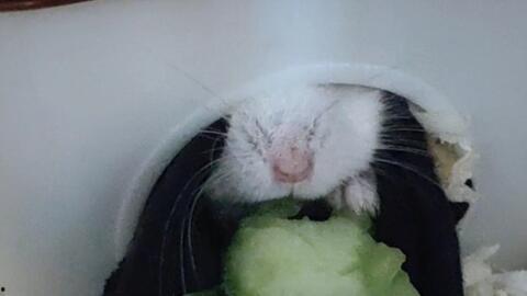 仓鼠吃瓜图片,仓鼠美食时光