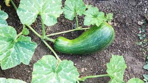 便秘可以吃瓠瓜,轻松告别便秘困扰